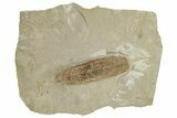 Fossil Leaf (Caesalpinia) - Green River Formation, Utah #331886-1